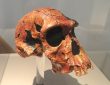 Fossil hominin skull on display in a natural history museum