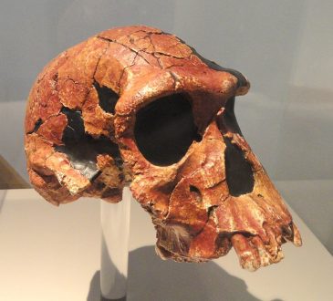 Fossil hominin skull on display in a natural history museum