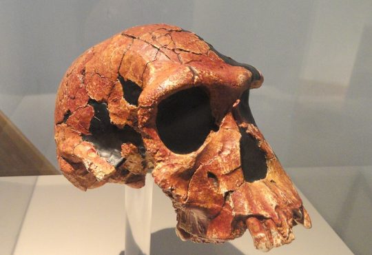 Fossil hominin skull on display in a natural history museum