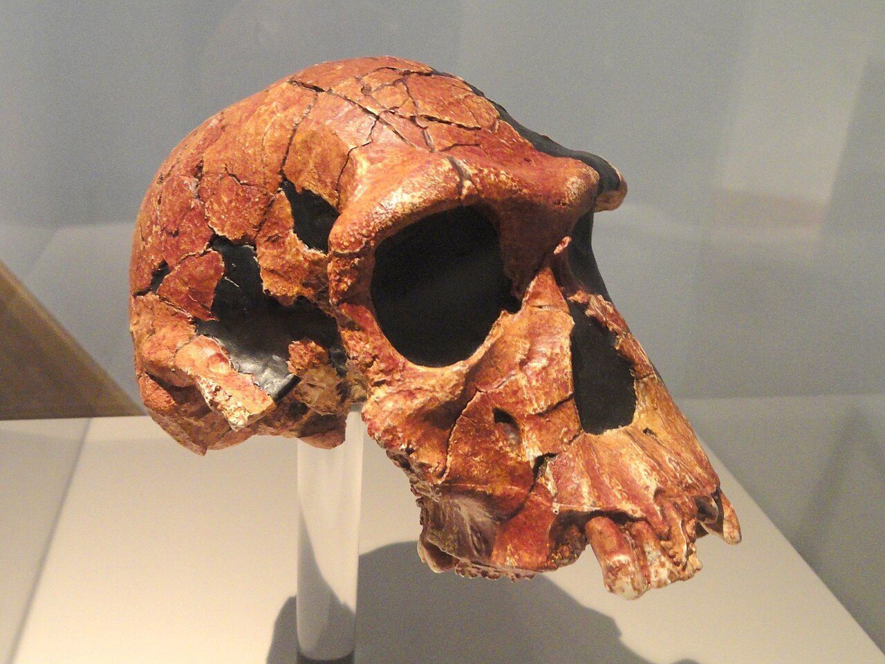 Fossil hominin skull on display in a natural history museum