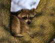 A raccoon in daylight near vegetation