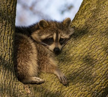 A raccoon in daylight near vegetation