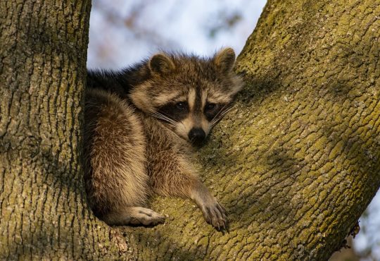 A raccoon in daylight near vegetation