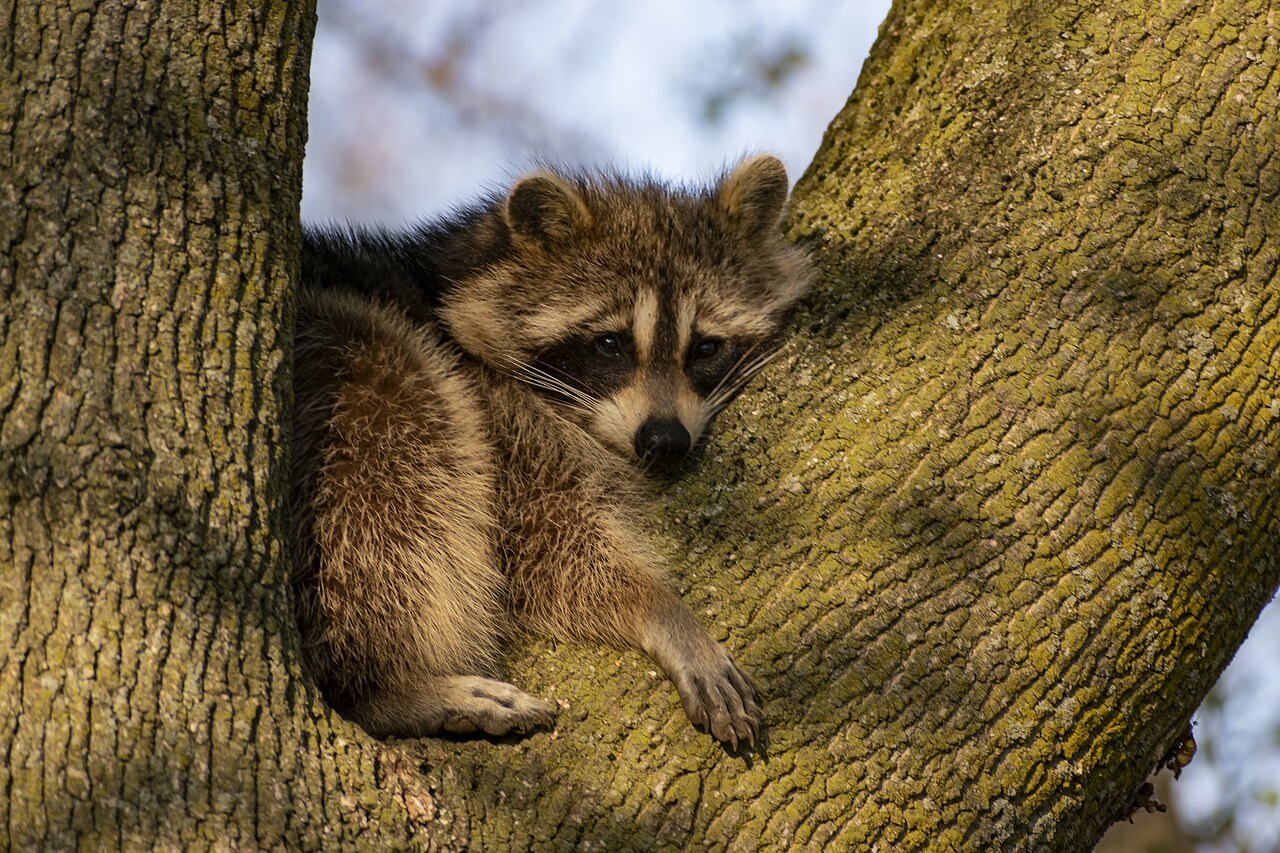 A raccoon in daylight near vegetation